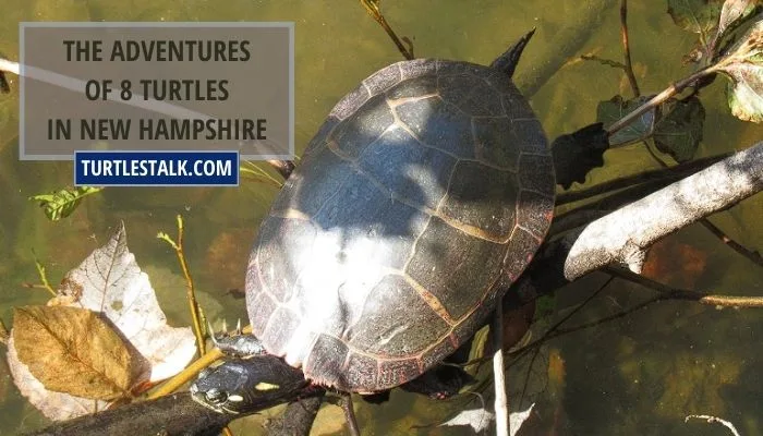 The Adventures of 8 Turtles in New Hampshire