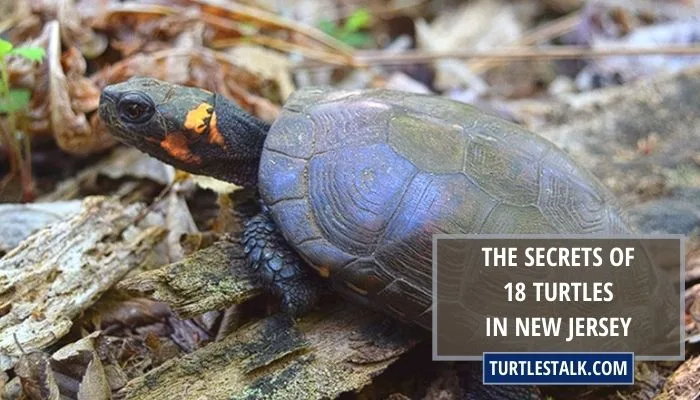 The Secrets of 18 Turtles in New Jersey