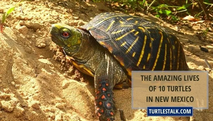 The Amazing Lives of 10 Turtles in New Mexico