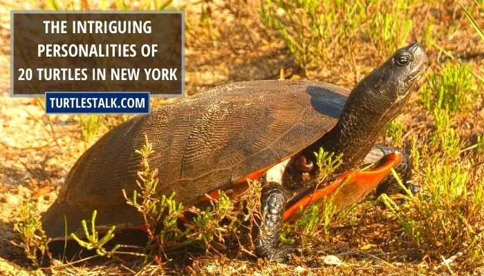 The Intriguing Personalities of 20 Turtles in New York