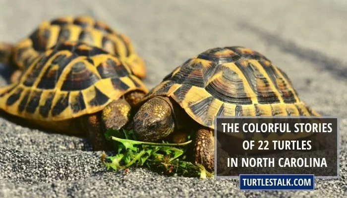 The Colorful Stories of 22 Turtles in North Carolina