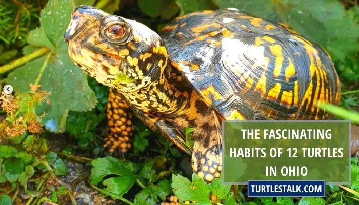 The Fascinating Habits of 12 Turtles in Ohio