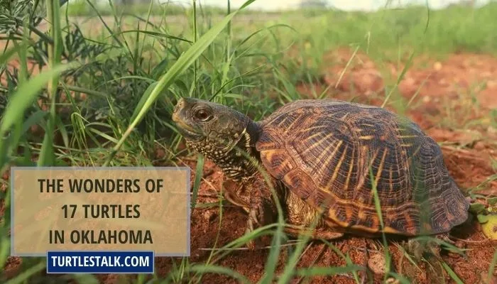 The Wonders of 17 Turtles in Oklahoma