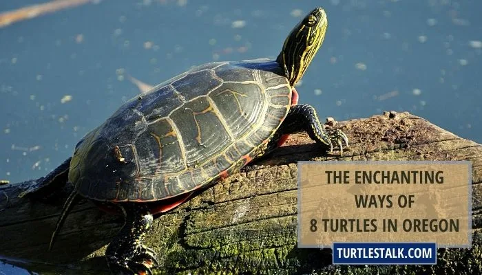 The Enchanting Ways of 8 Turtles in Oregon