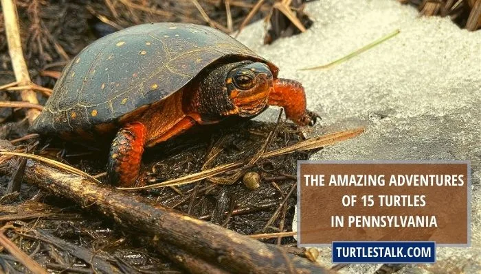 The Amazing Adventures of 15 Turtles in Pennsylvania