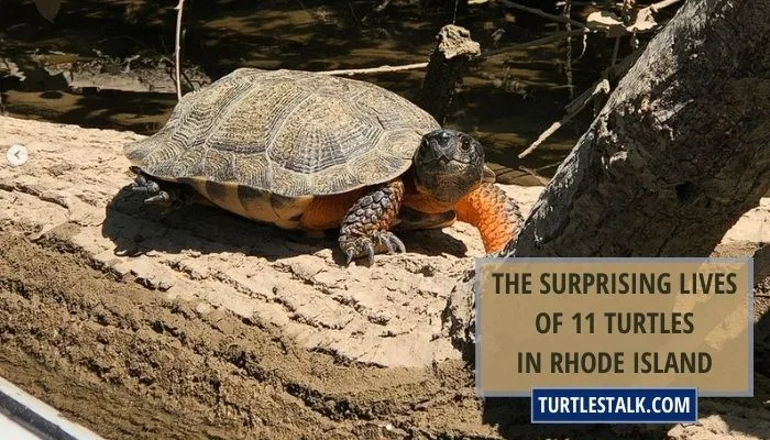 The Surprising Lives of 11 Turtles in Rhode Island