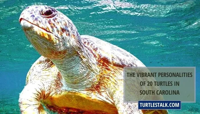 The Vibrant Personalities of 20 Turtles in South Carolina