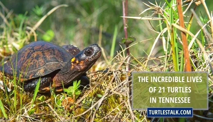 The Incredible Lives of 21 Turtles in Tennessee