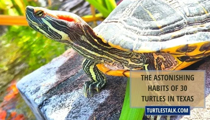 The Astonishing Habits of 30 Turtles in Texas