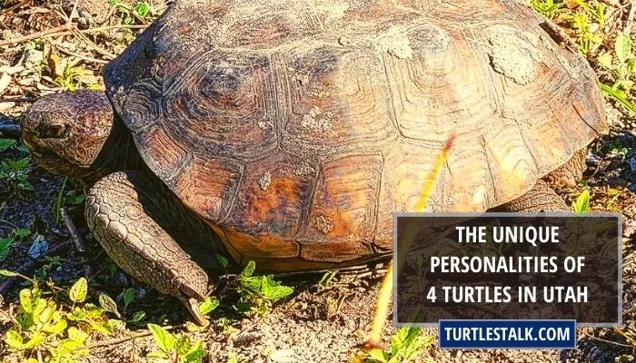 The Unique Personalities of 4 Turtles in Utah