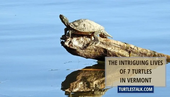 The Intriguing Lives of 7 Turtles in Vermont