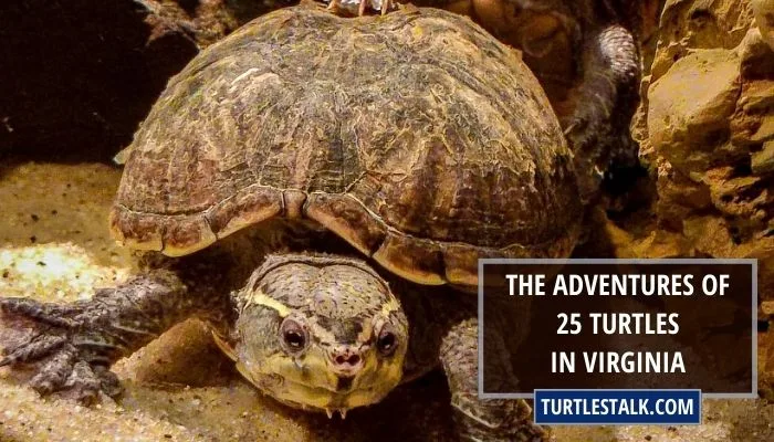 The Adventures of 25 Turtles in Virginia