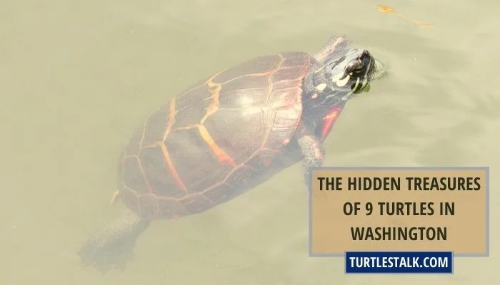 The Hidden Treasures of 9 Turtles in Washington