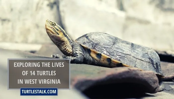 Exploring the Lives of 14 Turtles in West Virginia