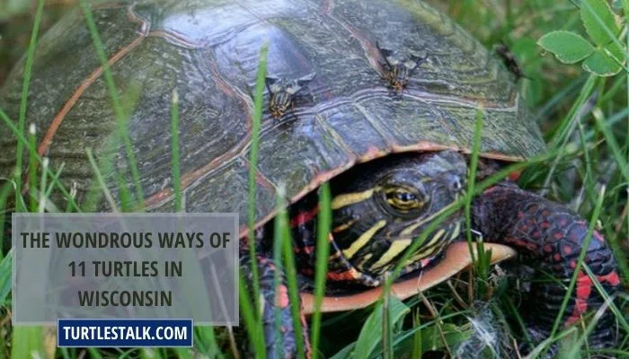 The Wondrous Ways of 11 Turtles in Wisconsin