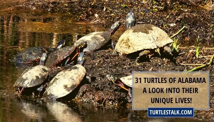 Turtles of Alabama