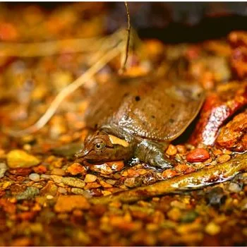 Wattle-Necked Softshell Turtle Babies