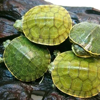 Western Chicken Turtle Babies