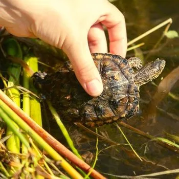 Western Pond Turtle Babies