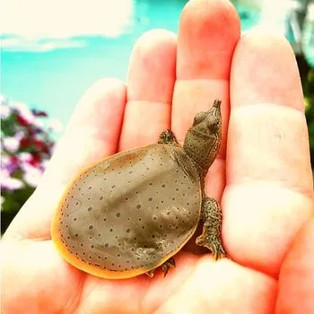 Western Spiny Softshell Babies