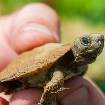 Wood Turtle Babies