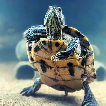 Yellow-bellied Slider Babies