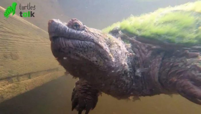 Are Snapping Turtles Capable of Swimming