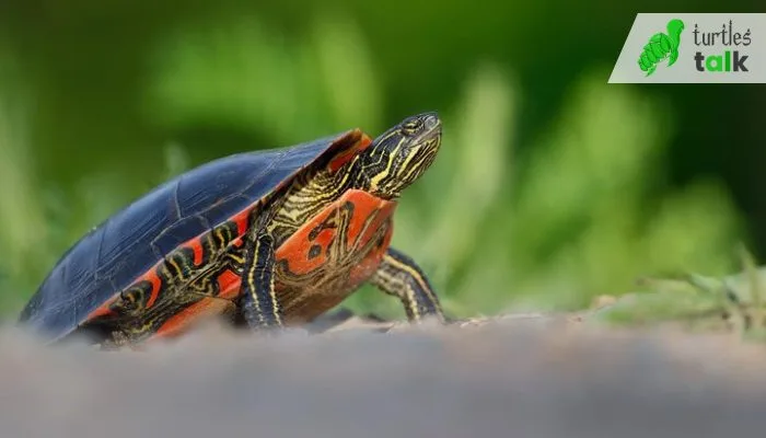 Can Painted Turtles Be Out of Water