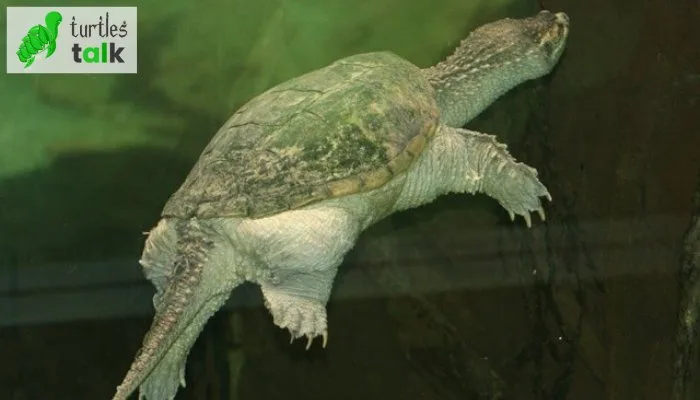 Can Snapping Turtles Breathe Underwater