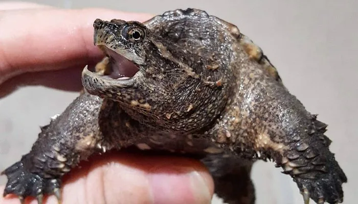 Can You Keep a Snapping Turtle as a Pet