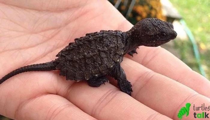 Can You Pick Up Baby Snapping Turtles