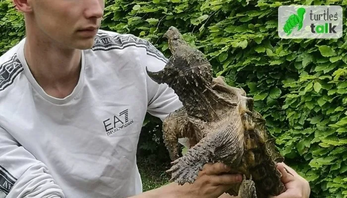 Can a Snapping Turtle Bite Kill You