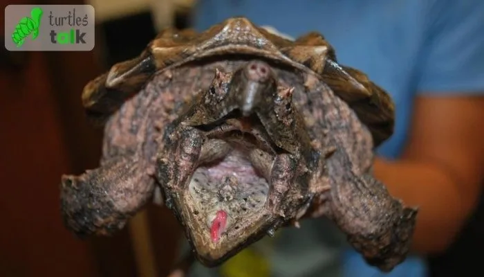 Do Snapping Turtles Possess Teeth