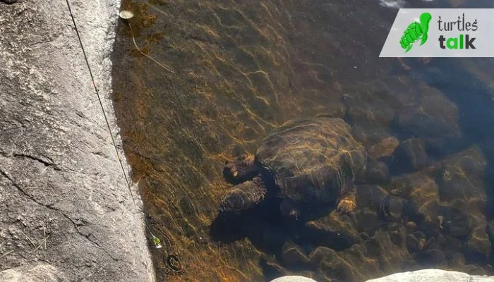 Do Snapping Turtles Sleep Underwater