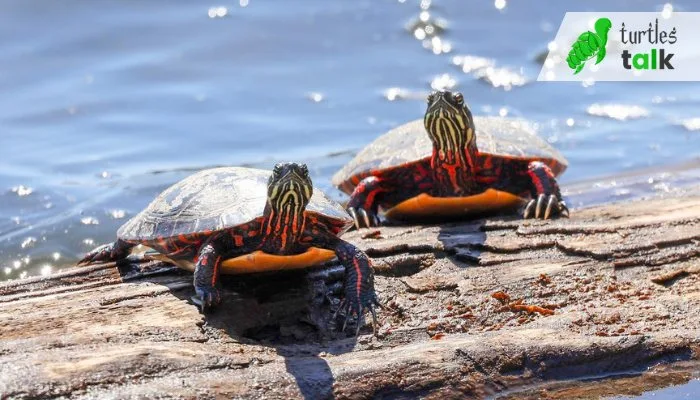 Factors Impacting the Development of Painted Turtles