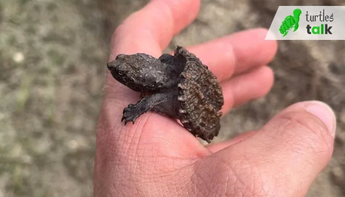 Guidelines For Proper Care of a Baby Snapping Turtle