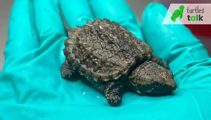 Health Problems for Baby Snapping Turtles