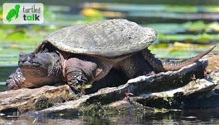 How Big Do Snapping Turtles Get