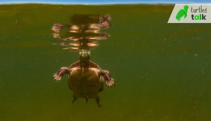 How Deep Can Painted Turtles Dive