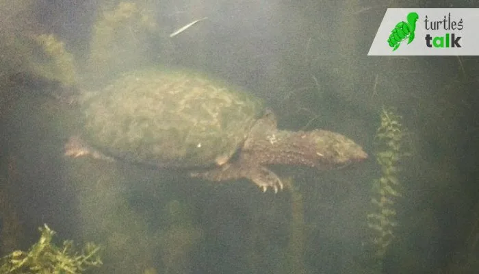 How Deep Can a Snapping Turtle Dive