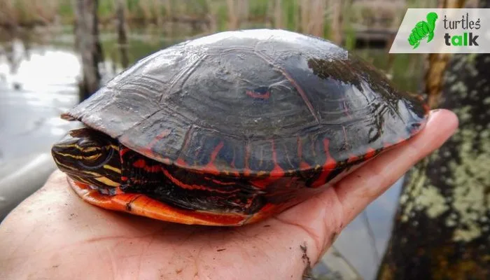 How Do Painted Turtles Protect Themselves From Predators