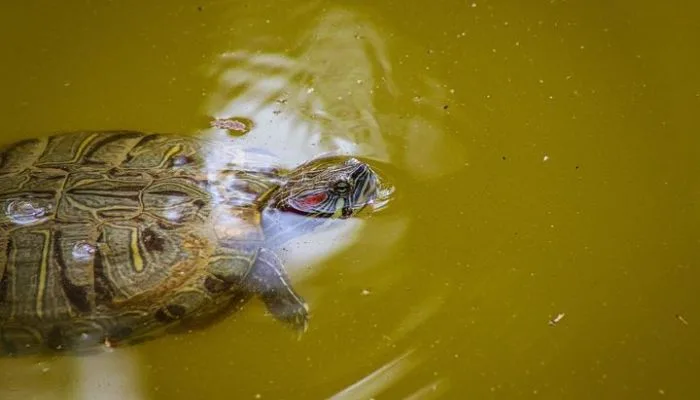 How Do You Know if a Red-Eared Turtle Is Drowning