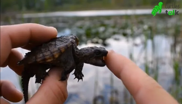 How Hard a Baby Snapping Turtle Bite