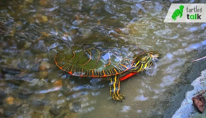 How Long Can Painted Turtles Stay Underwater Holding Their Breath