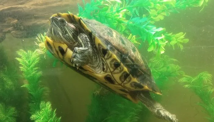 How Long Can Red-Eared Sliders Breathe Underwater