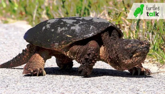 How Long Can a Snapping Turtle Live