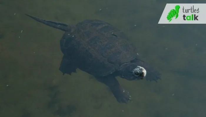 How Long Can a Snapping Turtle Stay Without Breathing