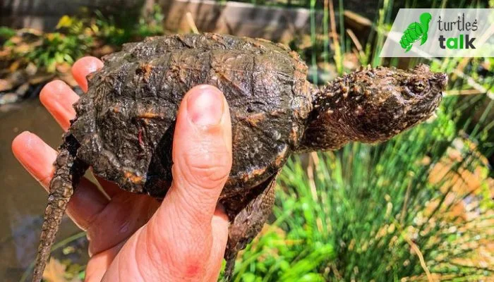 How To Catch A Snapping Turtle