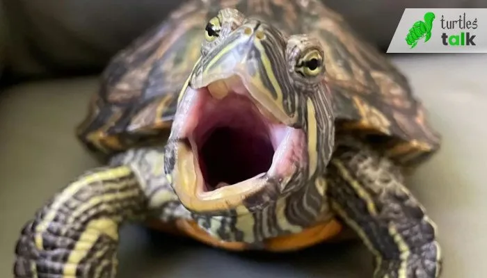 How to Bring Variety to a Red-Eared Turtle's Diet
