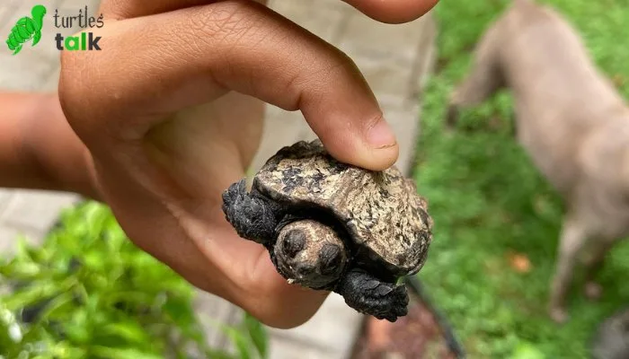 How to Handle a Baby Snapping Turtle